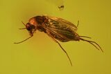 Five Fossil Flies (Diptera) And A Mite (Acari) In Baltic Amber #73383-3
